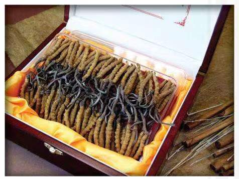 大竹冬虫夏草回收